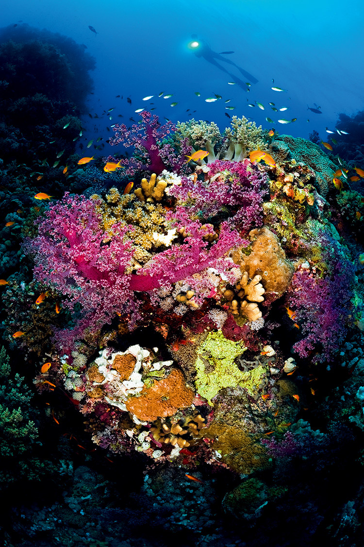 漫步于红海海底,五光十色的珊瑚之间,银光闪闪的鱼群穿梭不停 f11,1