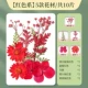 【Сухой цветочный мешок】 1 мешок с красным/10 кусочками