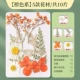 【Сухой цветочный пакет】 1 мешок с апельсином/10 таблеток