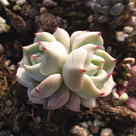 娥子出品 多肉植物 野玫瑰之精 小红爪 景天科 叶片