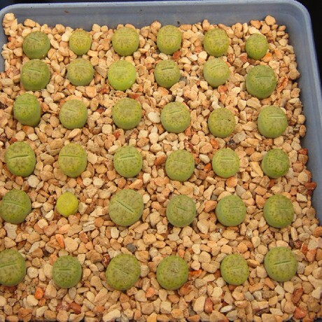 纯种生石花 c362黄鸣弦 两年生 多肉植物 番杏科