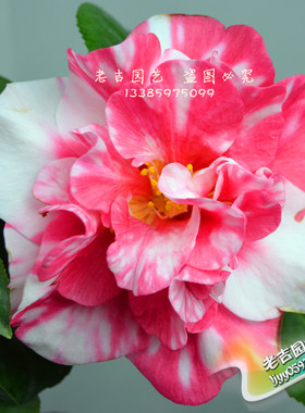 茶花新品种,花可开白,红,白红相间的五色香太阳茶花,花朵特香