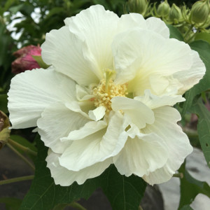 【蕾丝花项链】_铂金项链图片_白金铂金项链价格_搭配分享 - 爱逛街