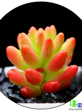 清香花舍【紫帝玉】进口奇趣多肉植物对叶番杏生石花批发包邮