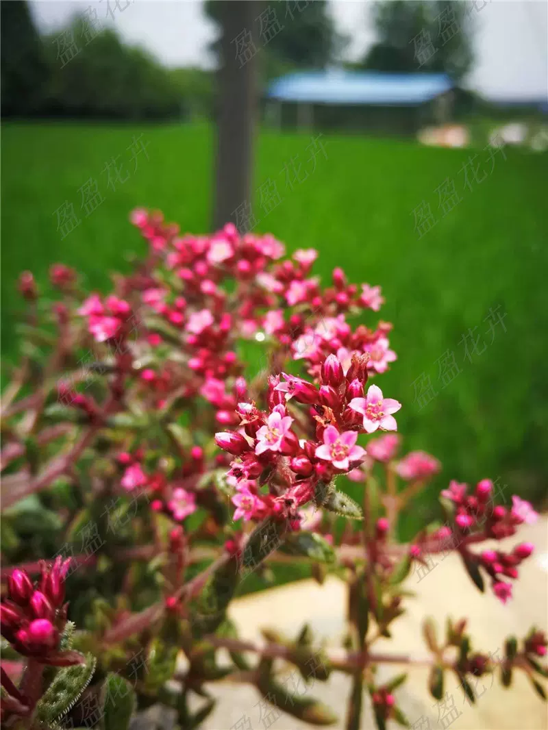 盈盈花卉多肉植物八爪菊红爪菊有可爱红爪爪开花很美