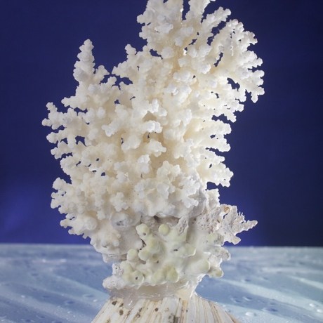 细枝白珊瑚树家居客厅鱼缸装饰品摆件贝壳海螺创意生日送礼物包邮