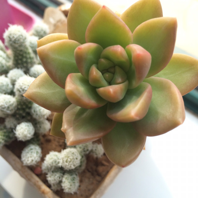 花小胖胖多肉植物蓝粉台阁防辐射盆栽 花卉绿植多肉植物组合