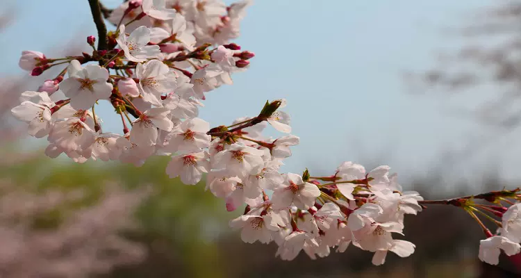 浮山樱花园图片