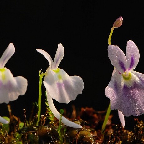 食虫植物—小蓝兔狸藻