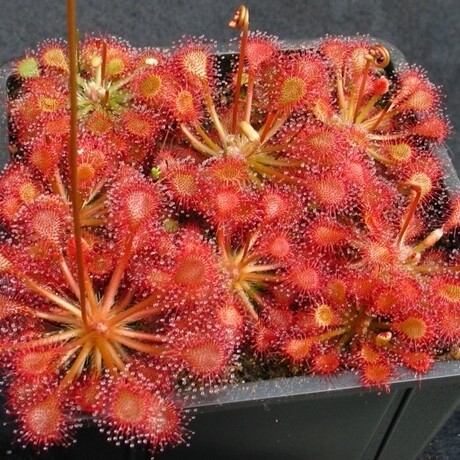 食虫植物—绒毛茅膏菜