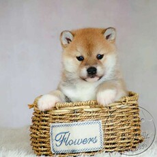 Другие 宠物定金专项