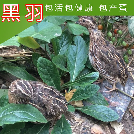 促销朝鲜龙城黑羽种用鹌鹑鸟活体鹌鹑鸟繁殖下蛋鸟青年鹌鹑宠物