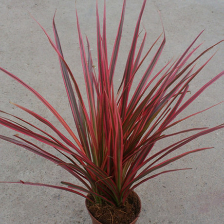 五彩千年木盆栽 三色龙血树 七彩铁红竹观叶植物 吸甲醛苯防辐射