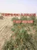 Товары от 新疆生态农产品