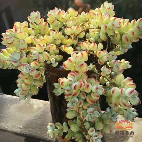 进口多肉植物香味达摩福娘丸叶福娘群生老桩有根爱萌多肉一物一拍