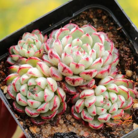 进口多肉植物老版小红衣小型种老红群生姬莲系爱萌多肉一物一拍