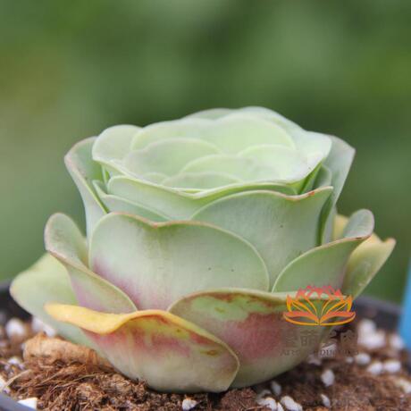 盖瑞米尔山地玫瑰