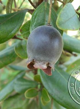 2016年新鲜野生岗捻子绿色纯天然山捻子桃金娘果多尼儿时记忆水果