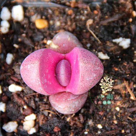 小懒的多肉植物乐园 番杏科 红帝玉 生石花系列 2-3cm 大屁屁