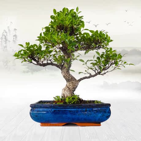 爱逛街为您找到榕树盆景相关的宝贝,您可以在下面的板块中挑选喜欢的