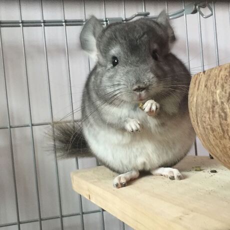 枫丹标灰dd龙猫宝宝活体家养宠物幼崽亲人赠粮草砂运输笼水壶包邮