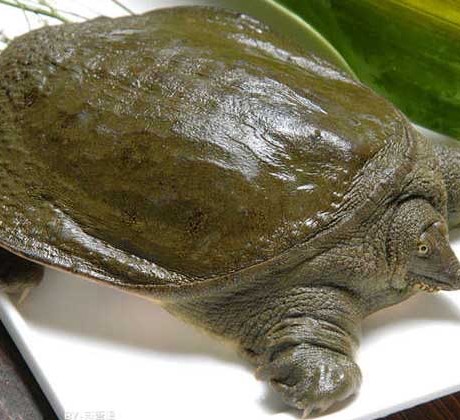 野外放养无激素甲鱼生态甲鱼500g活体中华鳖慢长王八