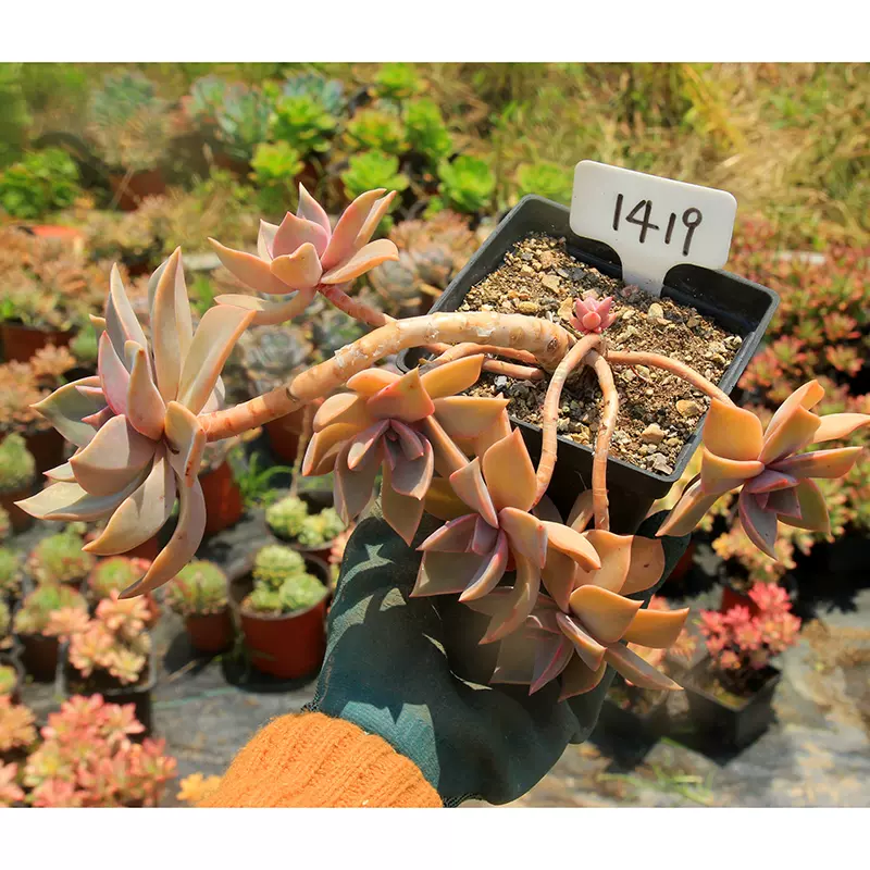 绿手指出品 灰姑娘大型多肉植物群生老桩一物一拍24元包邮