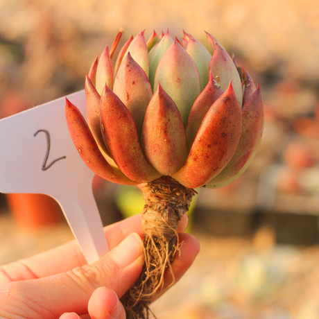 【绿手指出品】圣诞冬云 韩国进口多肉植物 老桩 一物一拍