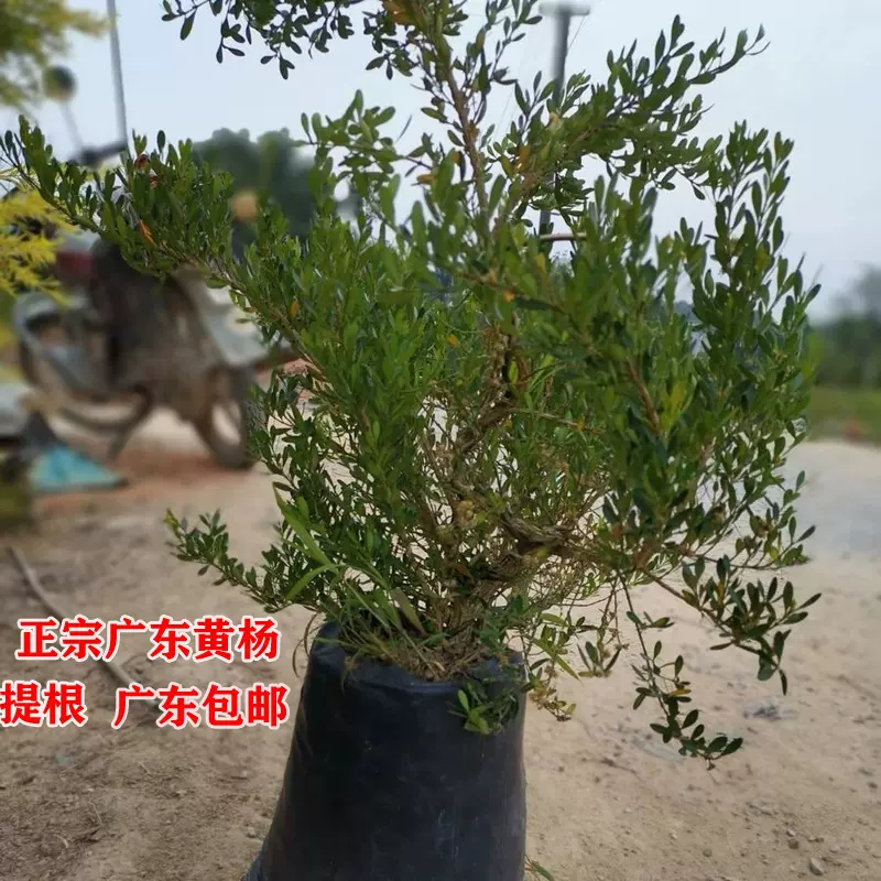 番荔枝林檎台湾嫁接凤梨释迦番荔枝苗原土 包邮 可以联系哦