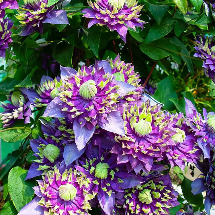 星花火绣球花大苗大花重瓣花色绚丽阳台庭院盆栽花卉绿植紫阳花苗