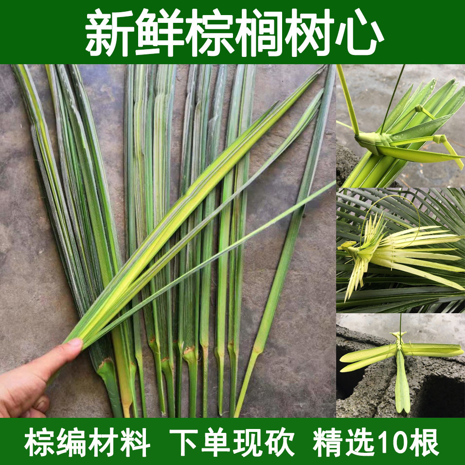 現砍現發新鮮棕櫚樹葉棕樹葉片包糉子棕編材料棕櫚樹大葉嫩葉包郵