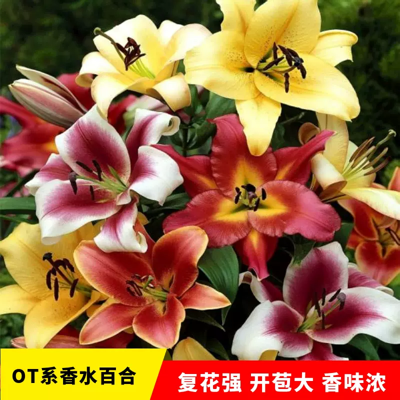 云南发货荷兰进口香水百合花东方系种球家庭园艺阳台庭院盆栽