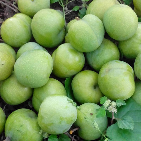 爱逛街为您找到四川土李子相关的宝贝,您可以在下面的板块中挑选喜欢