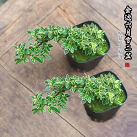 Пластиковый оригинальный таз*2