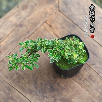 Пластиковый горшок