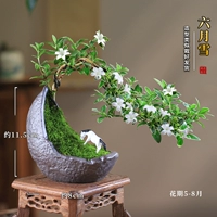 Коллекция полумесяца плюс покупка подарочной тарелки