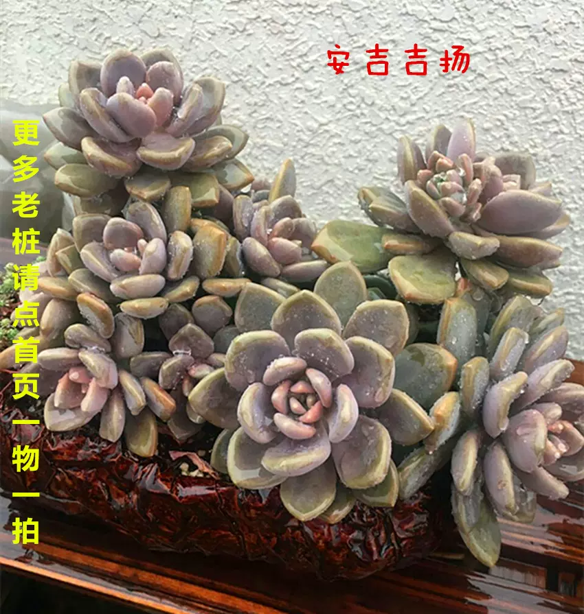 胧月宝石花悬崖桩叶插苗可食用叶片多肉植物