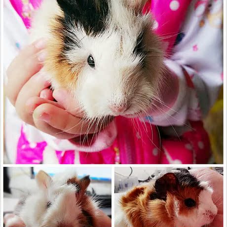 迷你小宠稀有短逆荷兰猪天竺鼠豚鼠活体温顺不伤人送粮草药品包邮