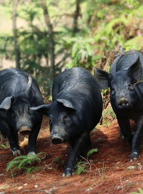 神农架黑猪土猪肉3斤前腿后腿五花肉农家生态散养新鲜顺丰包邮