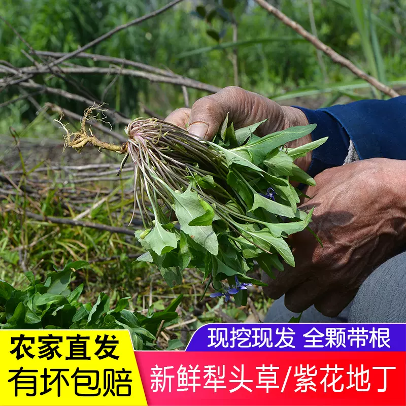 犁头草野生药材无硫干货紫花地丁三角草犁头尖地丁草500g草药新货