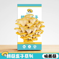 1 коробка для грибов Yuhuang (купите 1, получите 1 бесплатно), поставляются 2 штуки.