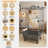 Набор с брызг на племенном зерно