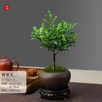 Глобальный фиолетовый песчаный горшок, прозрачная древесина благовония+смола+мох и посадка в горшок