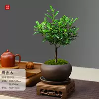 Глобальный фиолетовый песчаный горшок прозрачный ароматный дерево+фиолетовый песочный тарелка+куриные крылышки Деревянное основание+мх, посадка для горшка