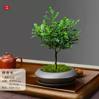 Летающая бабочка с пурпурным песком прозрачным ароматным деревом+фиолетовый песочный тарелка+мох и посадка в горшок