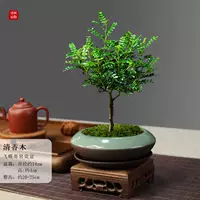 Летающая бабочка Ge Kiln Фарфоровое фарфоровое фарфоровое ароматное дерево+фиолетовая песчаная тарелка+куриное крыло дрова+мох и посадка в кастрюлю