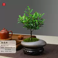 Овальный пурпурный песчаный горшок прозрачный ладан дерево+основание смолы+мох и посадка в горшок