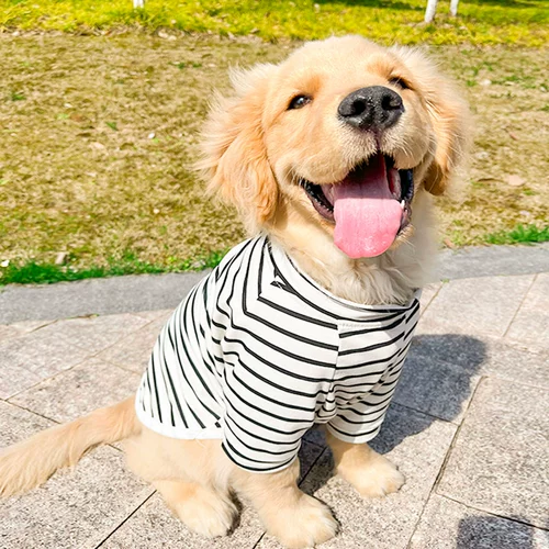 Большая собачья одежда в летних тонких золотых волосах Sammeerlabrador Summer Breathable Dog Большое собака летнее платье