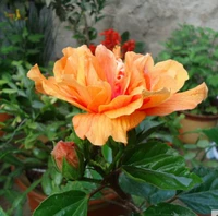 Оранжевая и желтая Азия 5-летние саженцы (оригинальный горшок из почвы)