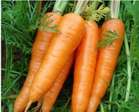 500 морковь